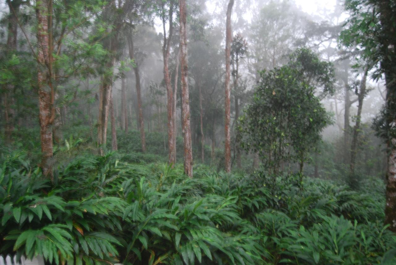 T Cherry Villa Munnar Exterior foto