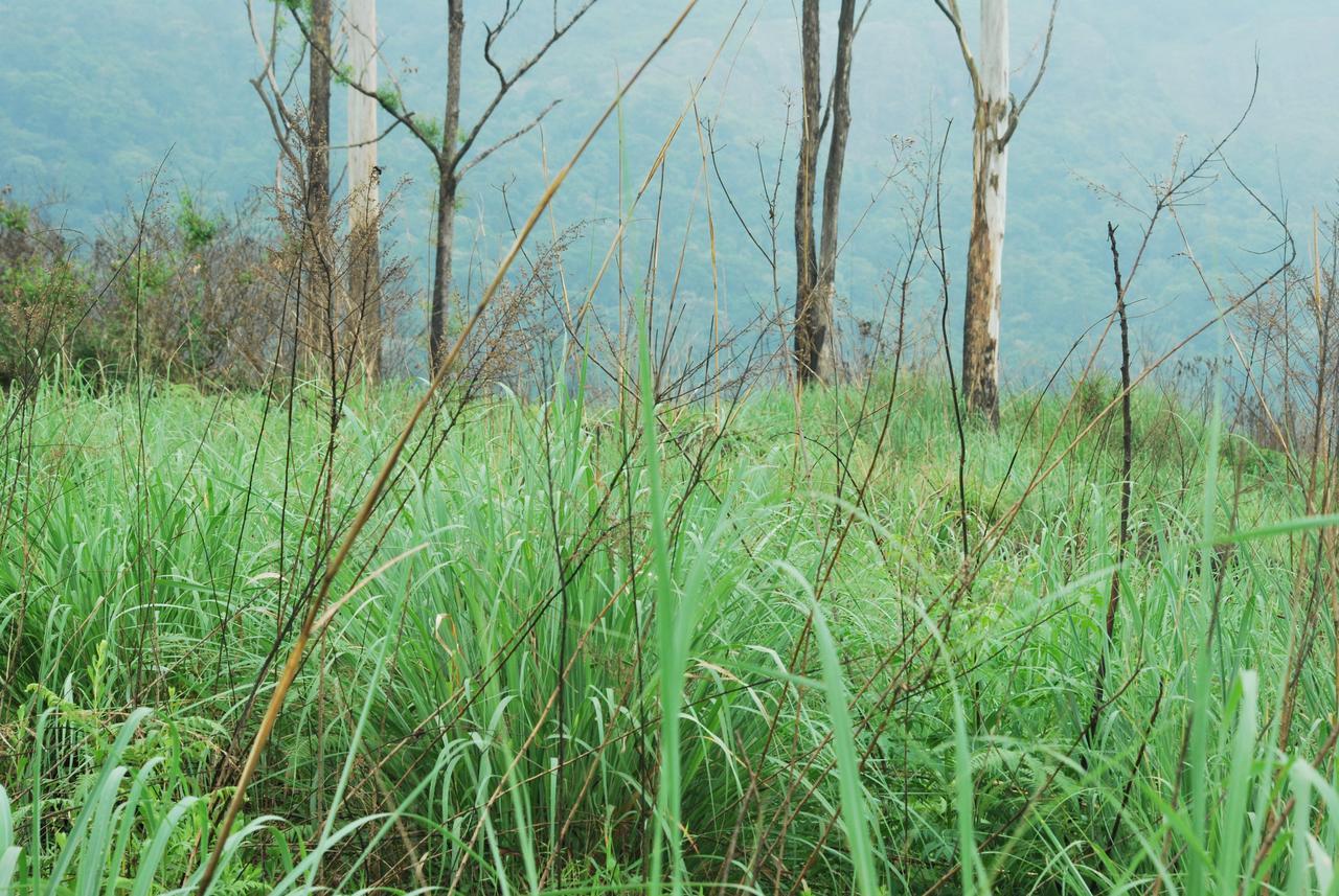 T Cherry Villa Munnar Exterior foto